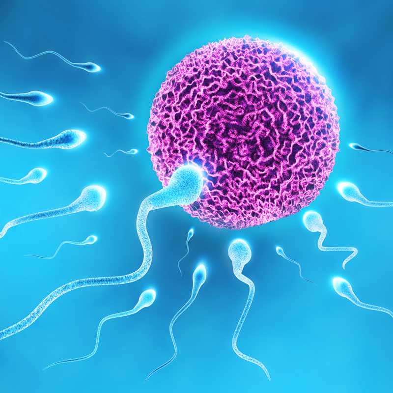 Fertilty Sperm Egg
