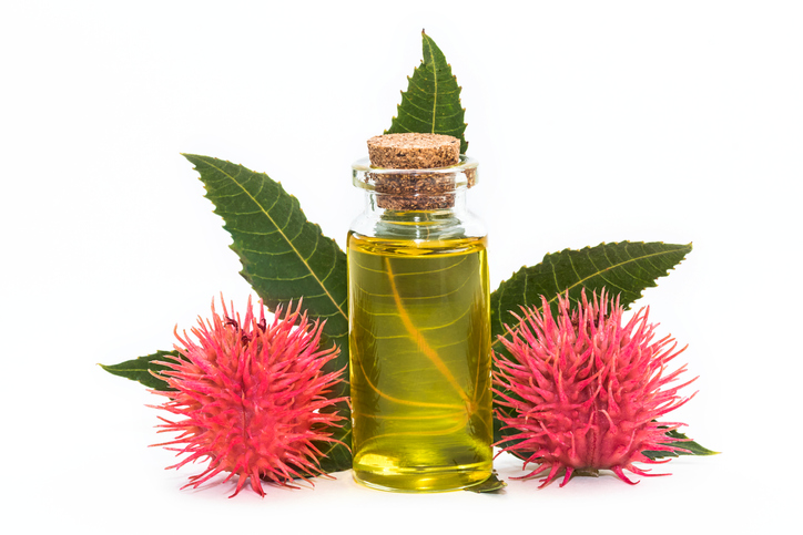 castor oil with castor bean plant